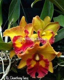 Catliya Orchids