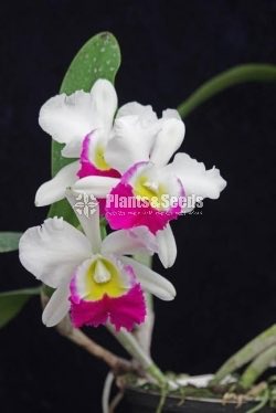 Catliya Orchids