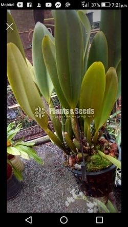 Catliya Orchids