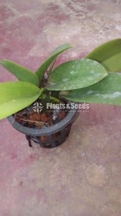Onsidiam bai pai  Orchids