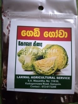 Vegetable Seeds