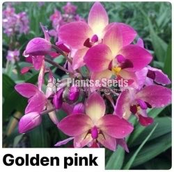 Ground Orchids