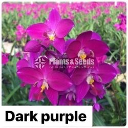 Ground Orchids