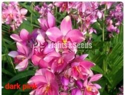 Ground Orchids