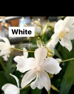 Ground Orchids