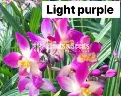 Ground Orchids