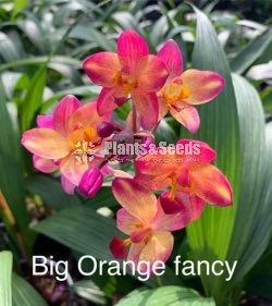 Ground Orchids