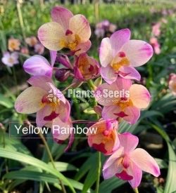 Ground Orchids