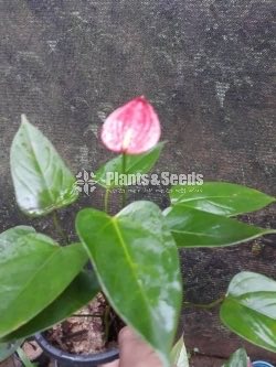Good luck Anthurium