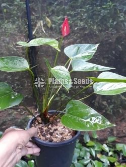 Good luck Anthurium