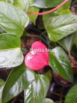 Good luck Anthurium