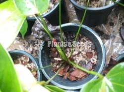 Good luck Anthurium