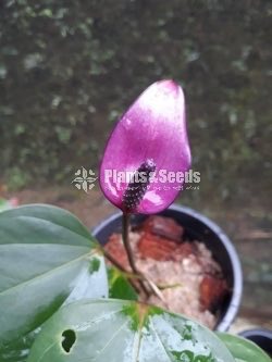 Furino Anthurium
