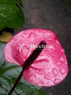 Rapido and Monroe Anthuriums