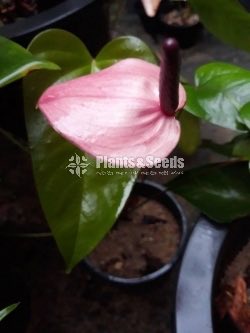 Rapido and Monroe Anthuriums