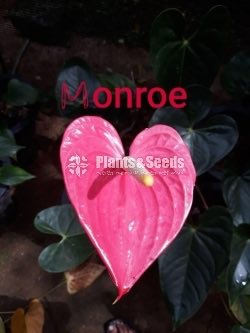 Rapido and Monroe Anthuriums