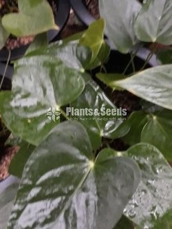 Rapido and Monroe Anthuriums