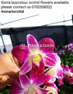 White and Bi Color Soniya Orchid Flowers