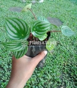 Watermelon peperomia