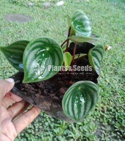 Watermelon peperomia