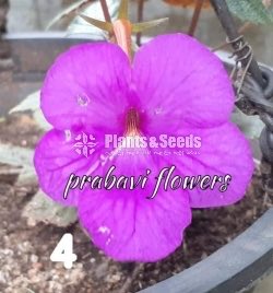 Achimenes