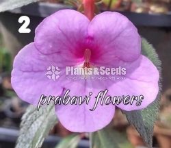 Achimenes