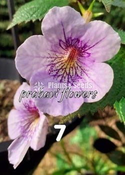 Achimenes