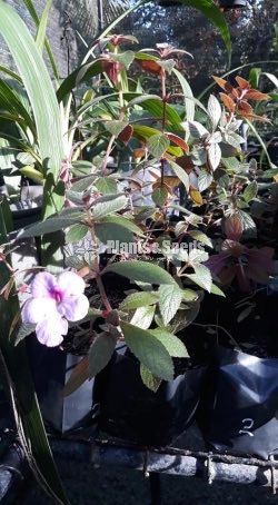Achimenes