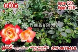 Rosa