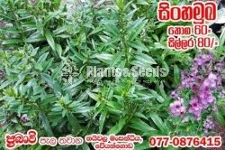 Sinhamuka