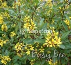 Kristelsia (ක්‍රිස්ටෙල්සියා )