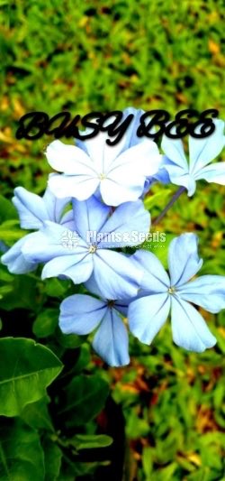 Flower Plants Collection