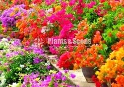 Flower Plants Collection