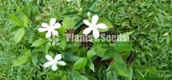Flower Plants Collection