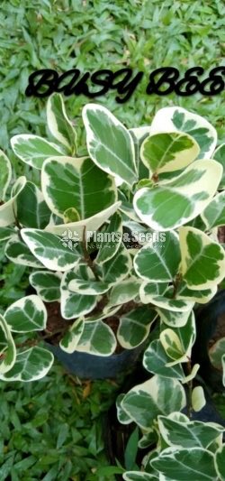 Flower Plants Collection