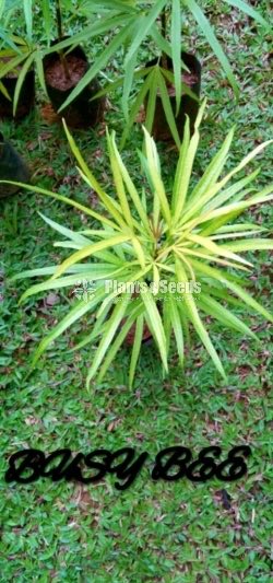 Flower Plants Collection