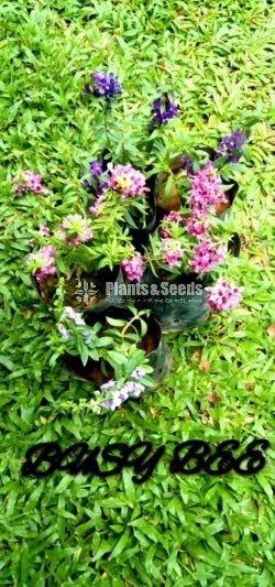 Flower Plants Collection