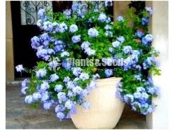 Flower Plants Collection