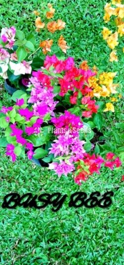 Flower Plants Collection