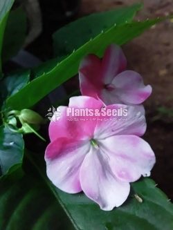 Flower Plants Collection