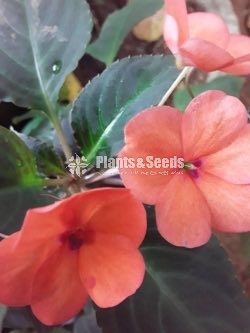 Flower Plants Collection