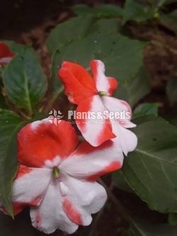 Flower Plants Collection