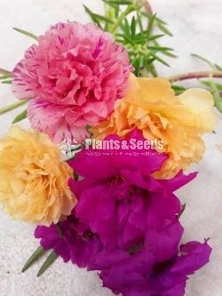 Japan,Tiara,Cindarella,Dubai Rosa