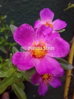 Japan,Tiara,Cindarella,Dubai Rosa