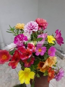 Japan,Tiara,Cindarella,Dubai Rosa