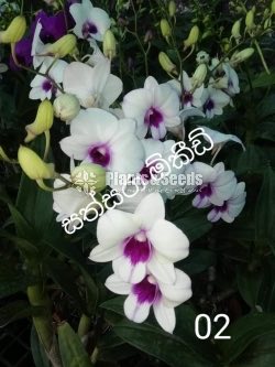 Deshiya Dendrobium 120