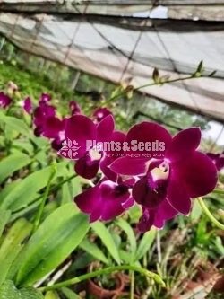 Deshiya Dendrobium 120