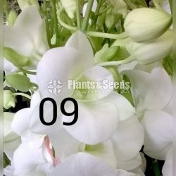 Deshiya Dendrobium 120