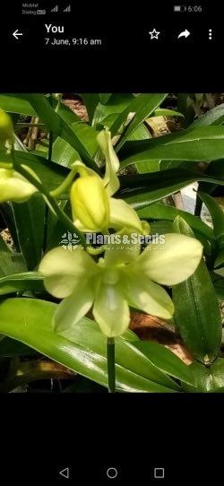 Dendrobium Orchid 450