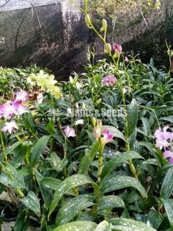 Dendrobium Orchid 450